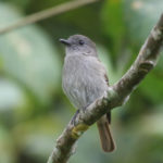 West Flores Birding Tours