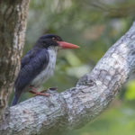 Komodo - Sano Nggoang Flores Birding