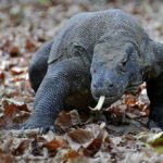 Komodo Dragon - Photo Tour