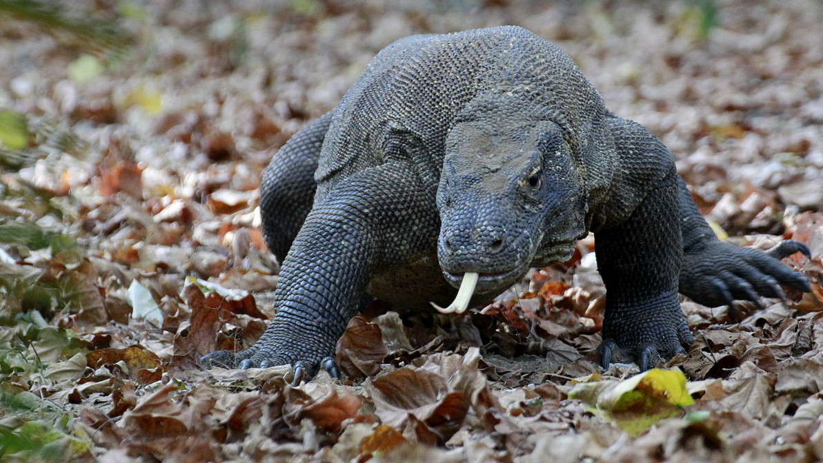 Komodo Dragon - Photo Tour