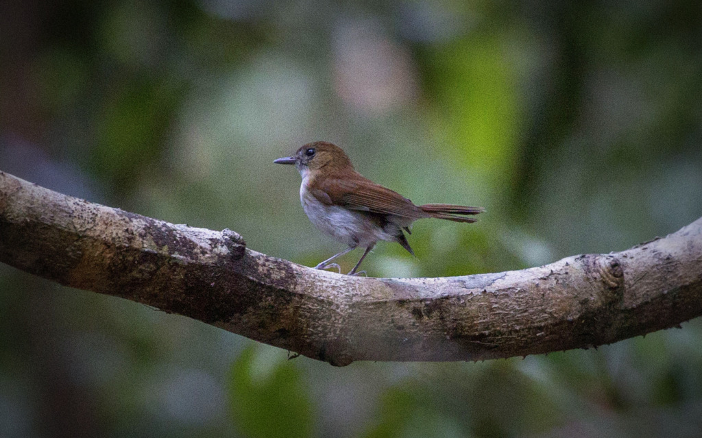 Sumba Flycatcher - Sumba Birding