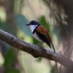 Black-banded-Flycatcher