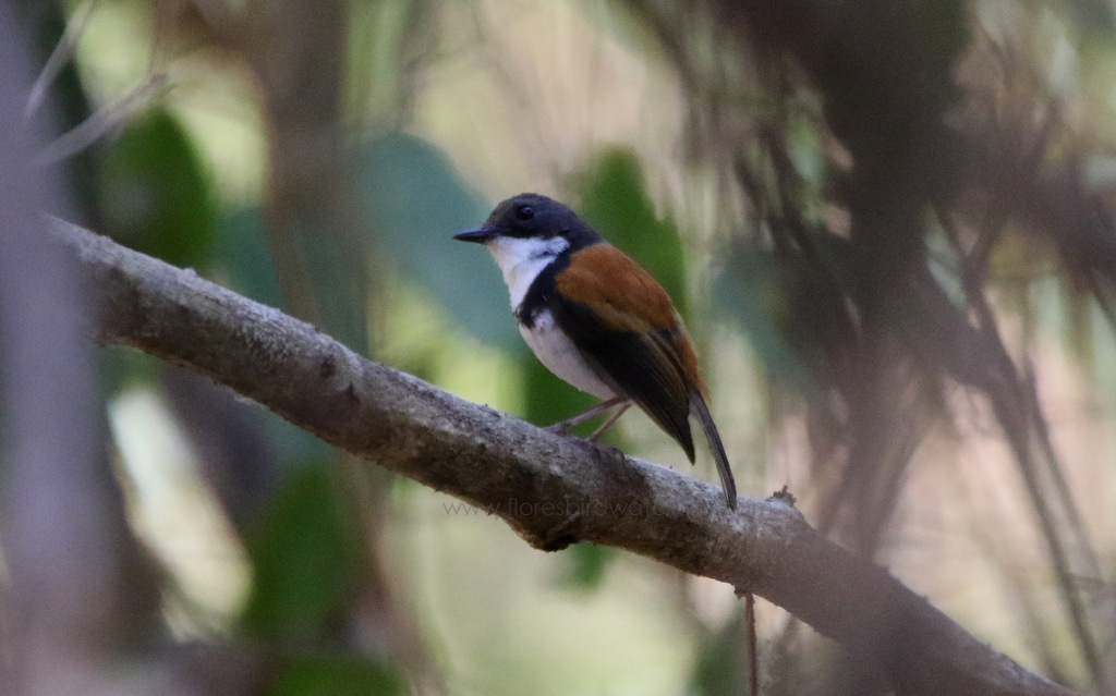 Black-banded-Flycatcher