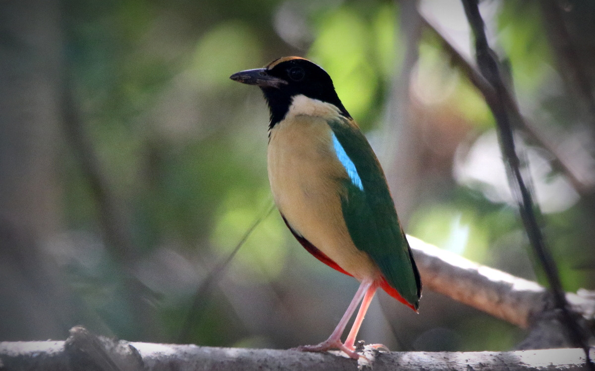 Elegant Pitta - Labuan Bajo